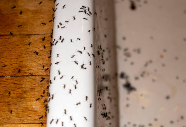 Best Affordable Pest Control Services  in Spackenkill, NY