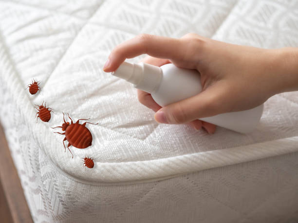 Insect Control in Spackenkill, NY
